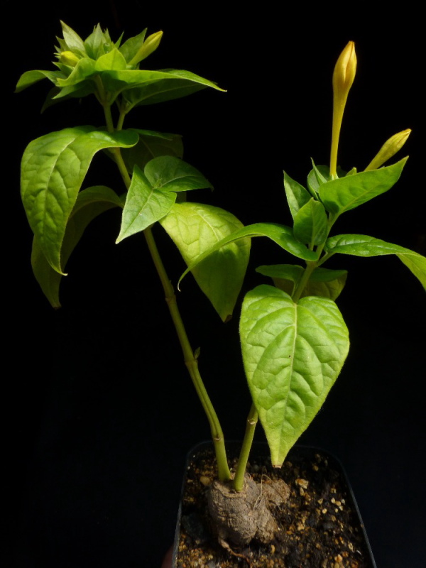 Mirabilis jalapa 1m