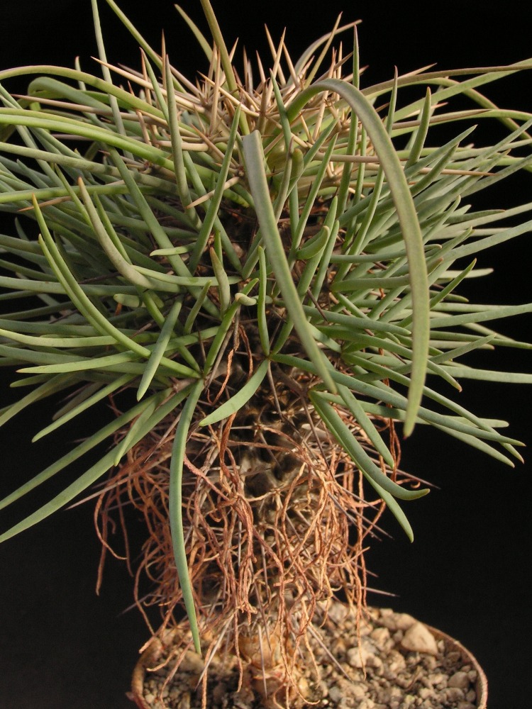 Didierea madagascariensis 1