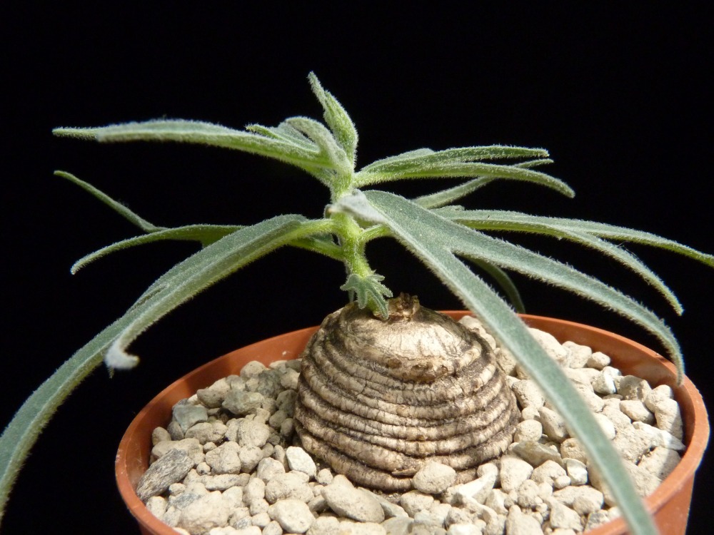 Trochomeria polymorpha