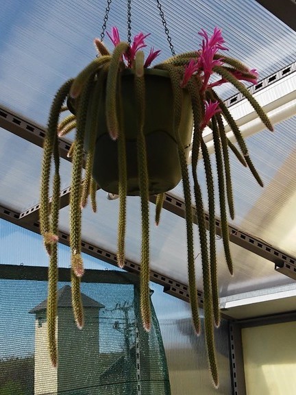 aporocactus