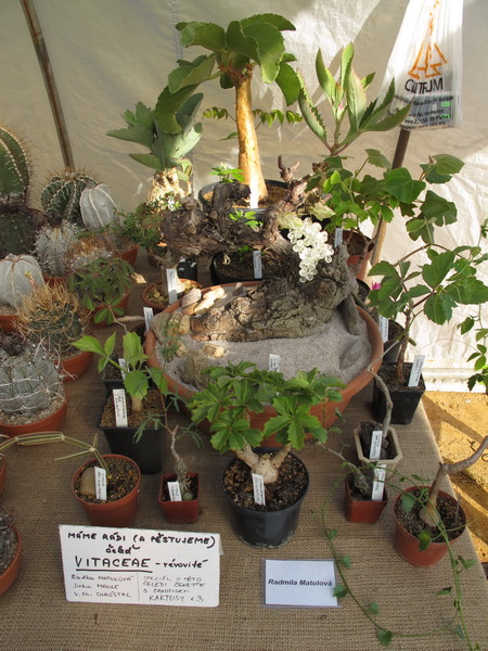 vystava2012_0008