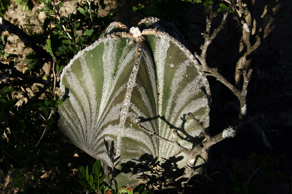 A_myriostigma3