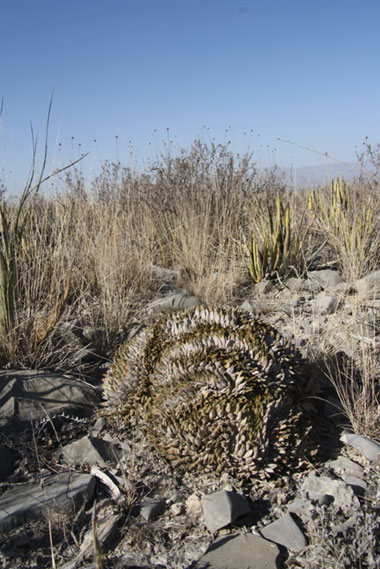 Ariocarpus-retusus