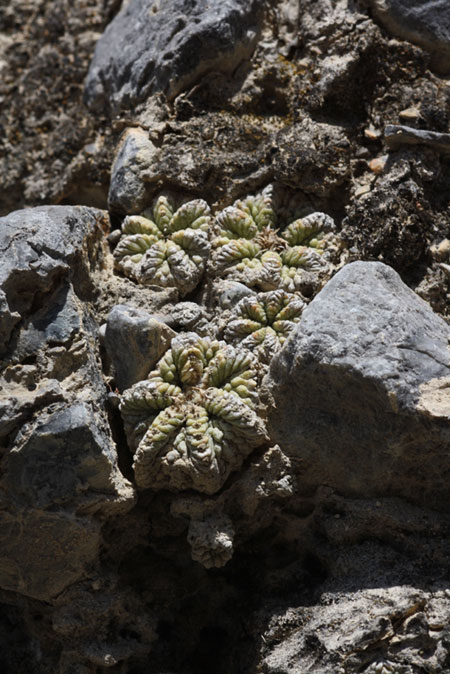 Aztekium ritteri