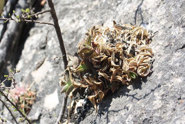 Callisia-navicularis