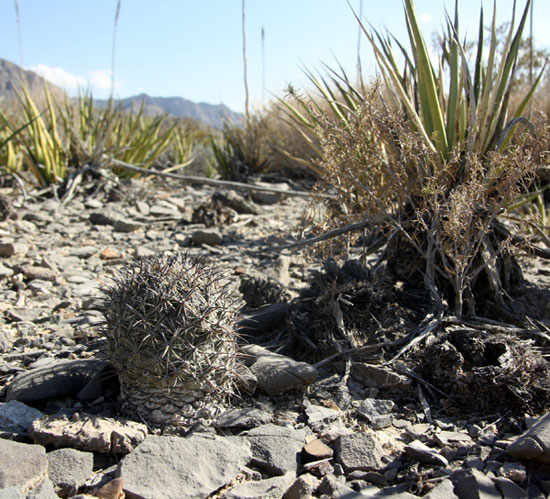 Coryphantha difficilis