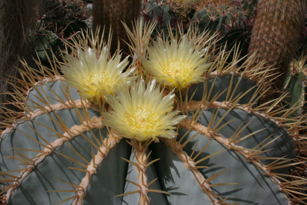 Ferocactus_glaucescens
