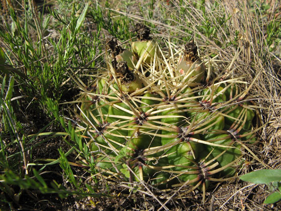 Gymnocalycium monvilei, jižně San Pedro Norte, Cordoba, Argentina