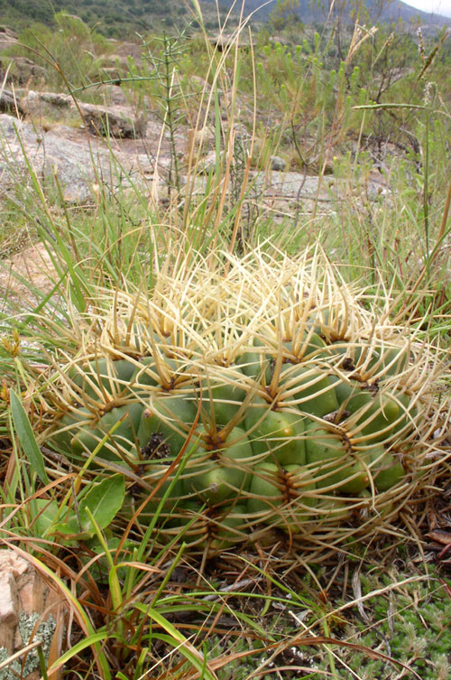 Gymnocalycium monvilei