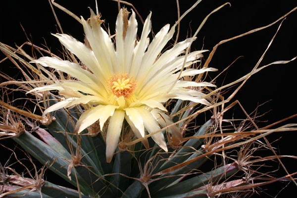 Leuchtenbergia-principis