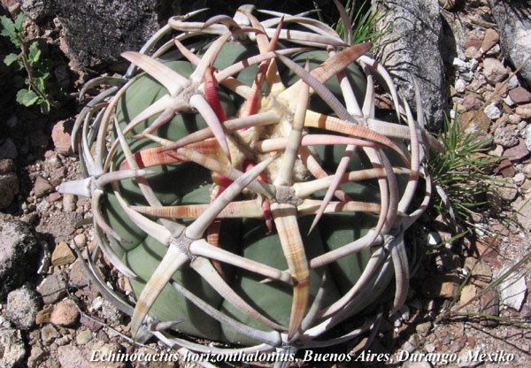 Echinocactus horizonthalonius, Buenos Aires, Durango, Mexiko