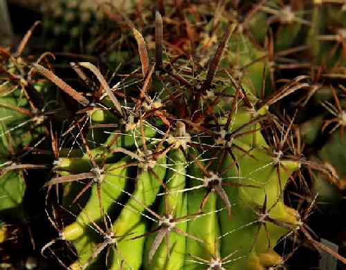 ferocactus-wislizenii-var-herrerae-sm