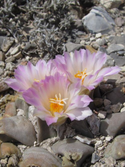 Ariocarpus_confusus-sm