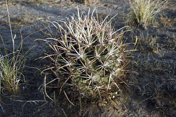 Ech-parryi_Vila_Ahumada