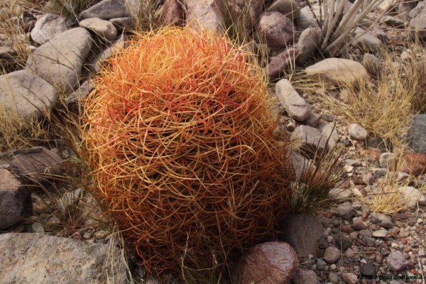 Ferocactus johnstonianus v nejlepší kondici