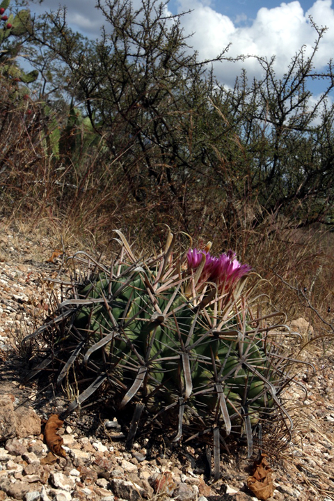 Ferocactus_latispinus