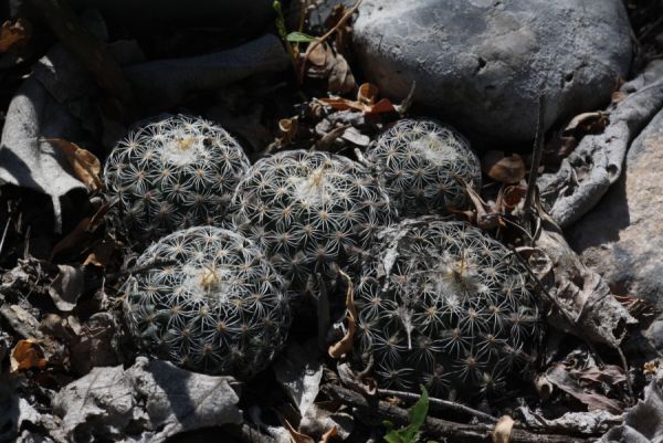 Gymnocactus_septentrionalis-sm