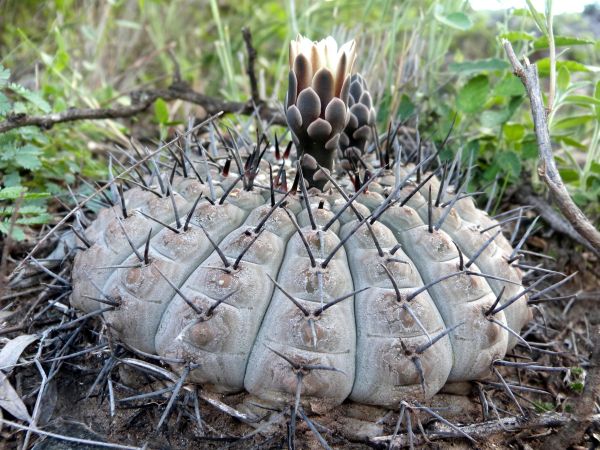 Gymnocalicium riojense