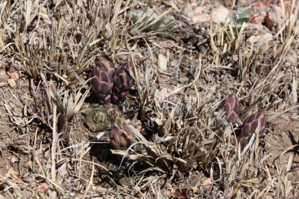 Gymnocalycium-uebelmanianum_sm