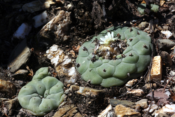 Lophophora_diffusa