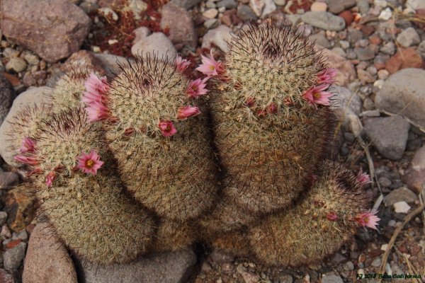 Mammillaria angelensis