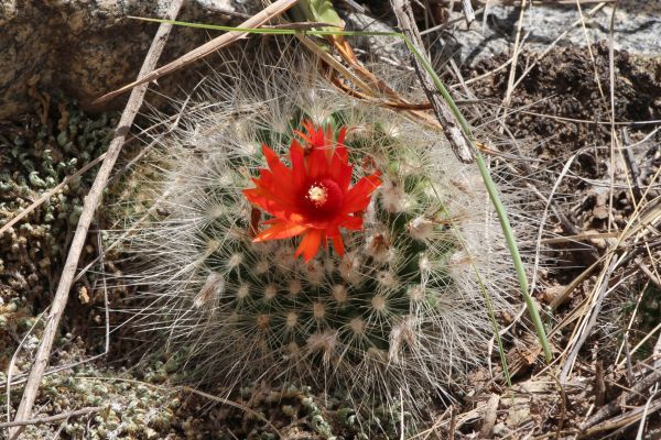 Parodia-penicillata