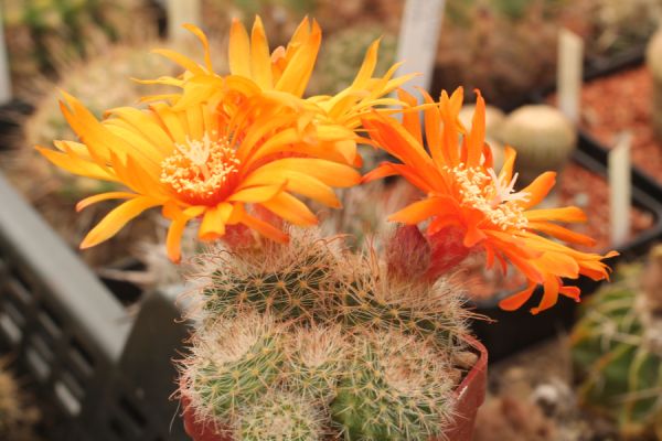 Parodia microsperma