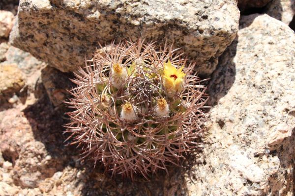 Pyrrhocactus_bulbocalyx_1-sm