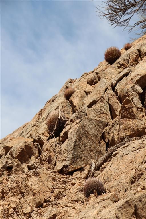 Pyrrhocactus_bulbocalyx_2