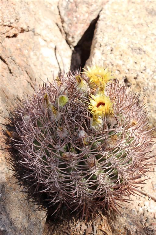 Pyrrhocactus_bulbocalyx