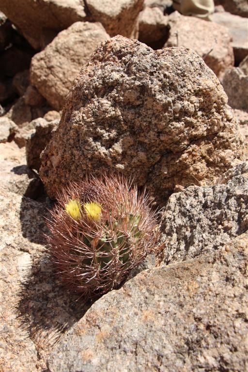 Pyrrhocactus_bulbocalyx_4