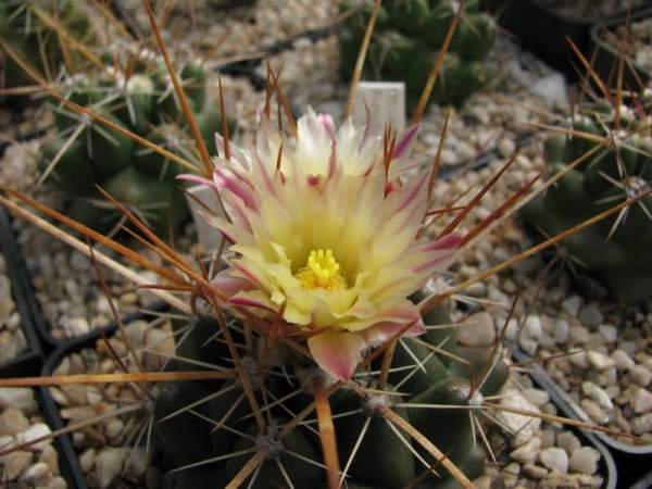 Thelocactus_flavus_HK_362-sm