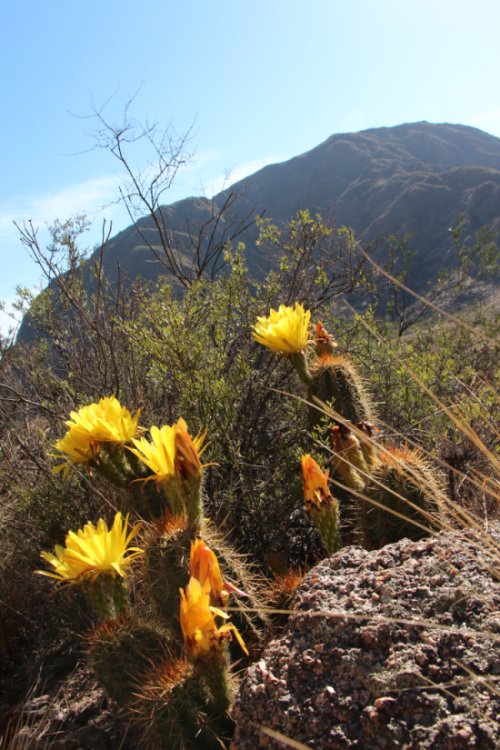 Trichocereus-huasha_sm