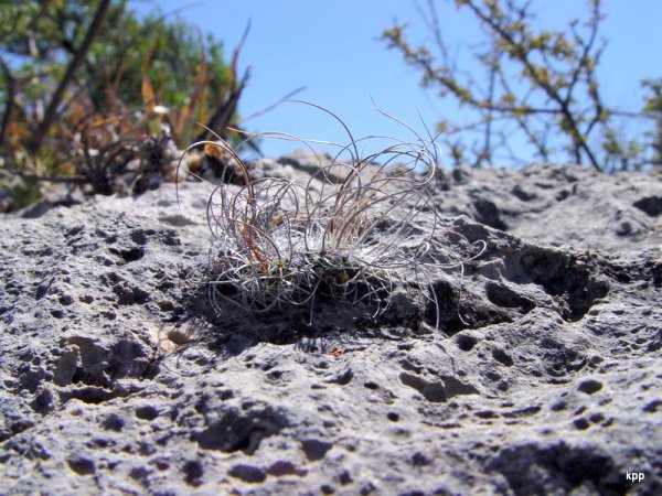 Turbinicarpus-graminispinus-2_sm