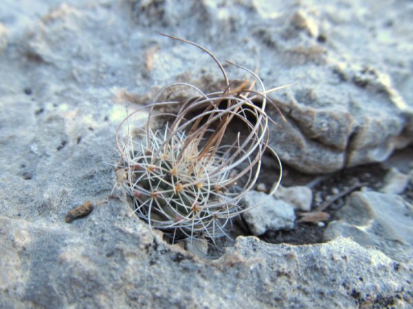Turbinicarpus-graminispinus_sm
