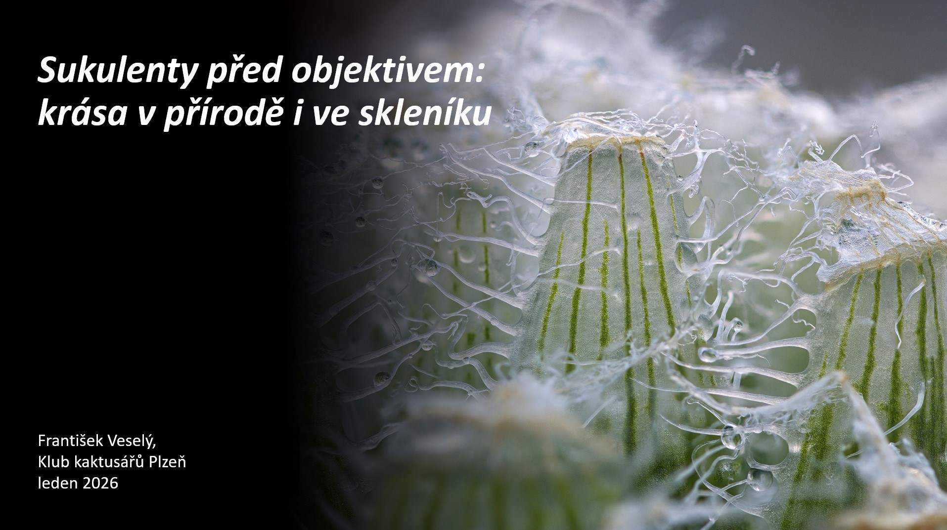 sukulenty pred objektivem frantisek vesely