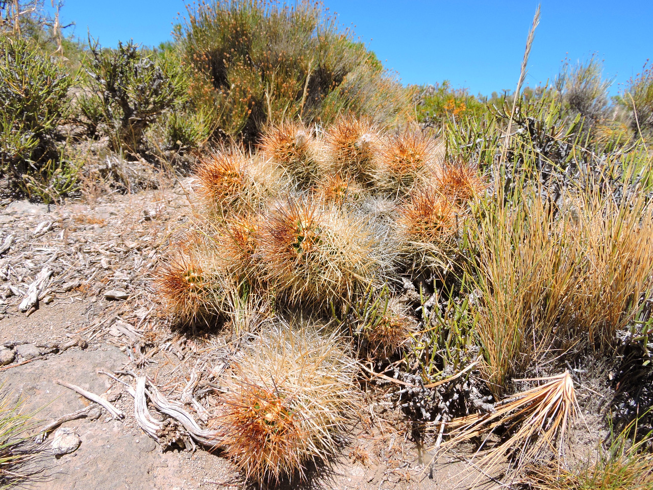 022MSN220AustrocactuspatagonicusrovntnemulticolorispinusCerrodelaArenaDep.PehuenchesNeuquenRN401542m.jpg
