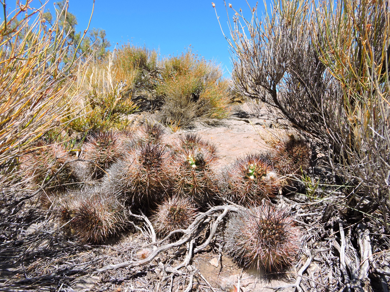 023MSN220AustrocactuspatagonicusrovntnemulticolorispinusCerrodelaArenaDep.PehuenchesNeuquenRN401542m.jpg