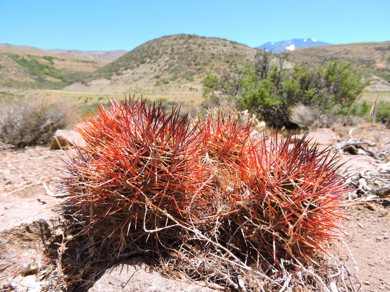024MSN220AustrocactuspatagonicusrovntnemulticolorispinusCerrodelaArenaDep.PehuenchesNeuquenRN401542m.jpg