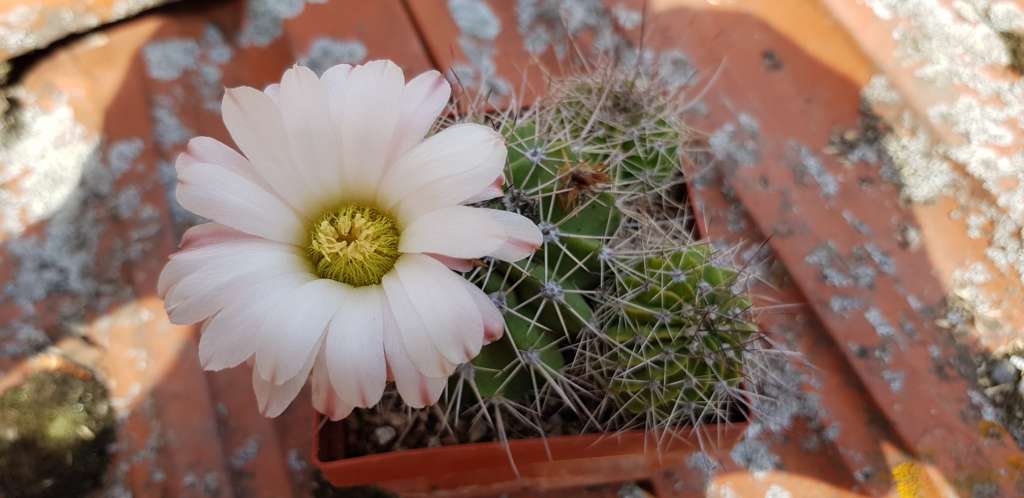 AcanthocalyciumklimpelianumL99-09,CerroColorado,Cordoba,Argentina(4).jpg