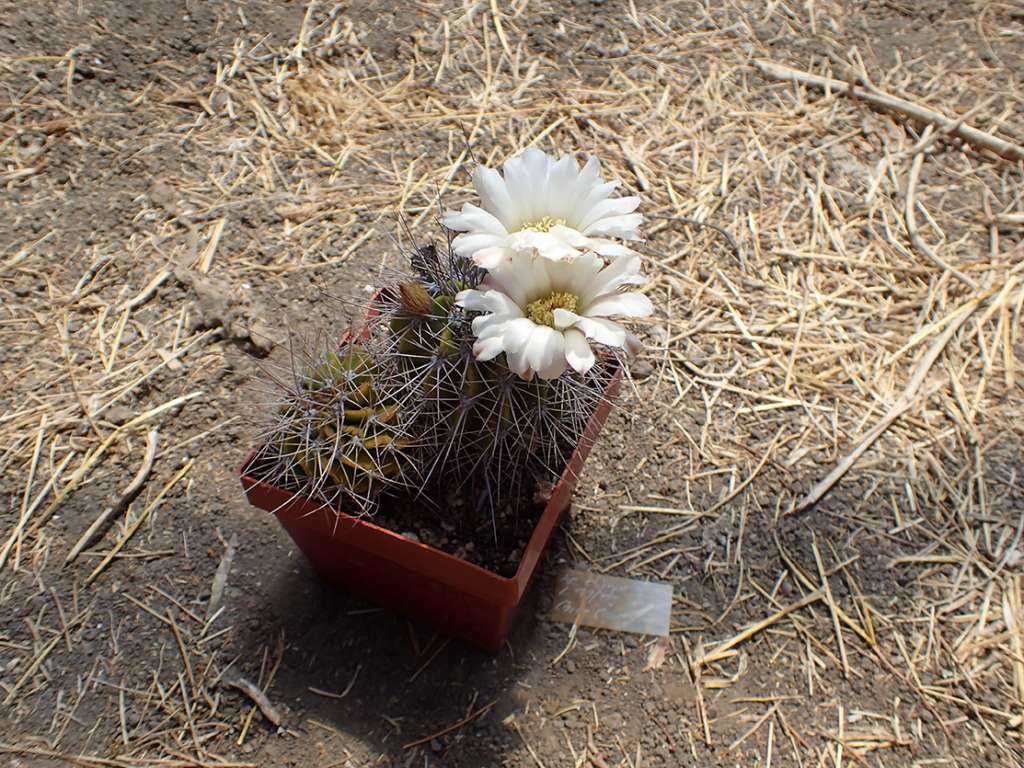 AcanthocalyciumklimpelianumL99-09CerroColorado,Cordoba,Argentina3-7-2019(1).JPG