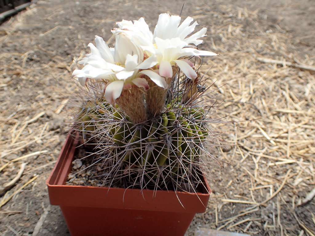 AcanthocalyciumklimpelianumL99-09CerroColorado,Cordoba,Argentina3-7-2019(2).JPG