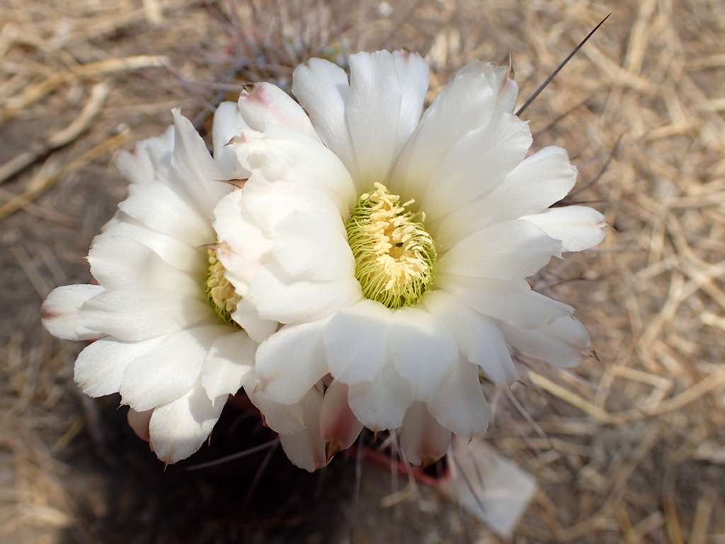 AcanthocalyciumklimpelianumL99-09CerroColorado,Cordoba,Argentina3-7-2019(5).JPG