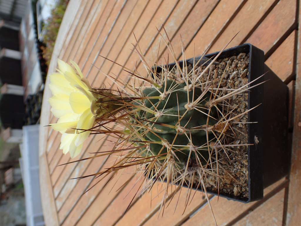 LobivialateritiaTB237.1LaPoromita,CotagaitatoPalcaGrande,Potosi,Bolivia,2995m7-7-2019(1).JPG