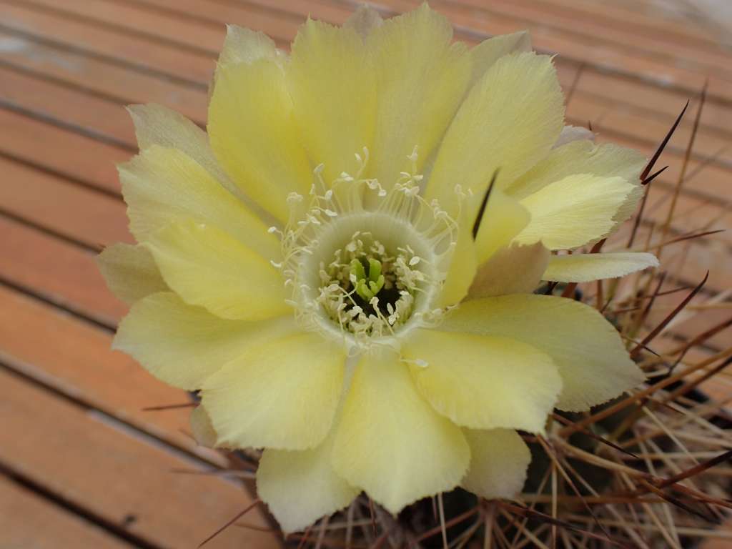 LobivialateritiaTB237.1LaPoromita,CotagaitatoPalcaGrande,Potosi,Bolivia,2995m7-7-2019(7).JPG