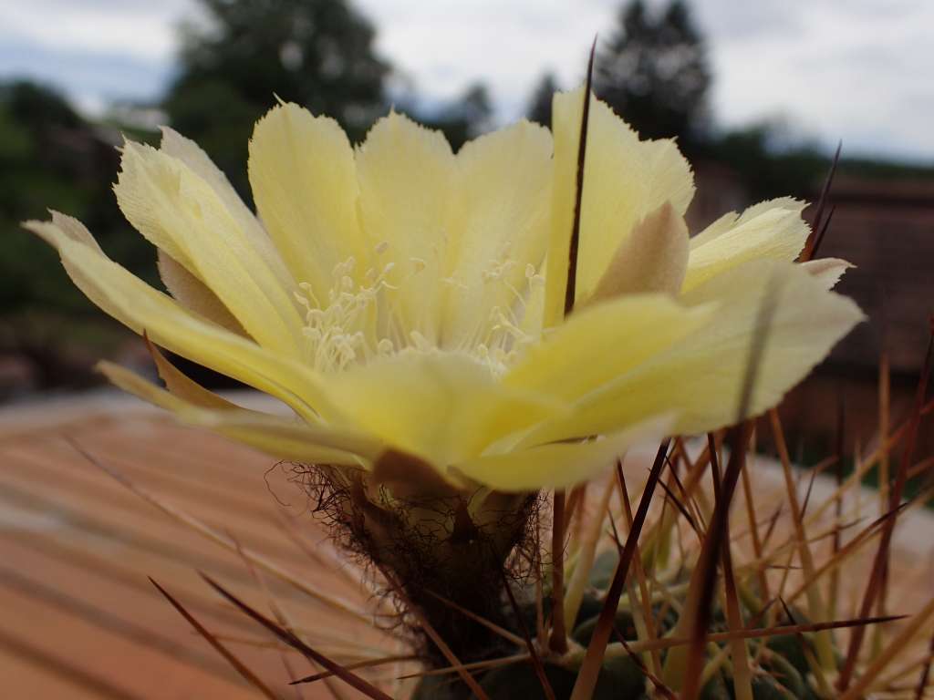 LobivialateritiaTB237.1LaPoromita,CotagaitatoPalcaGrande,Potosi,Bolivia,2995m7-7-2019(9).JPG