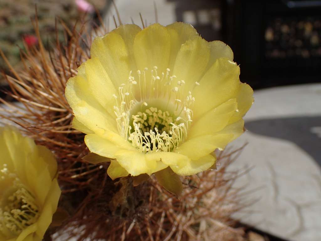 LobivialateritiaTB241.1LaPoromita,CotagaitatoPalcaGrande,Potosi,Bolivia2449m3-7-2019(13).JPG
