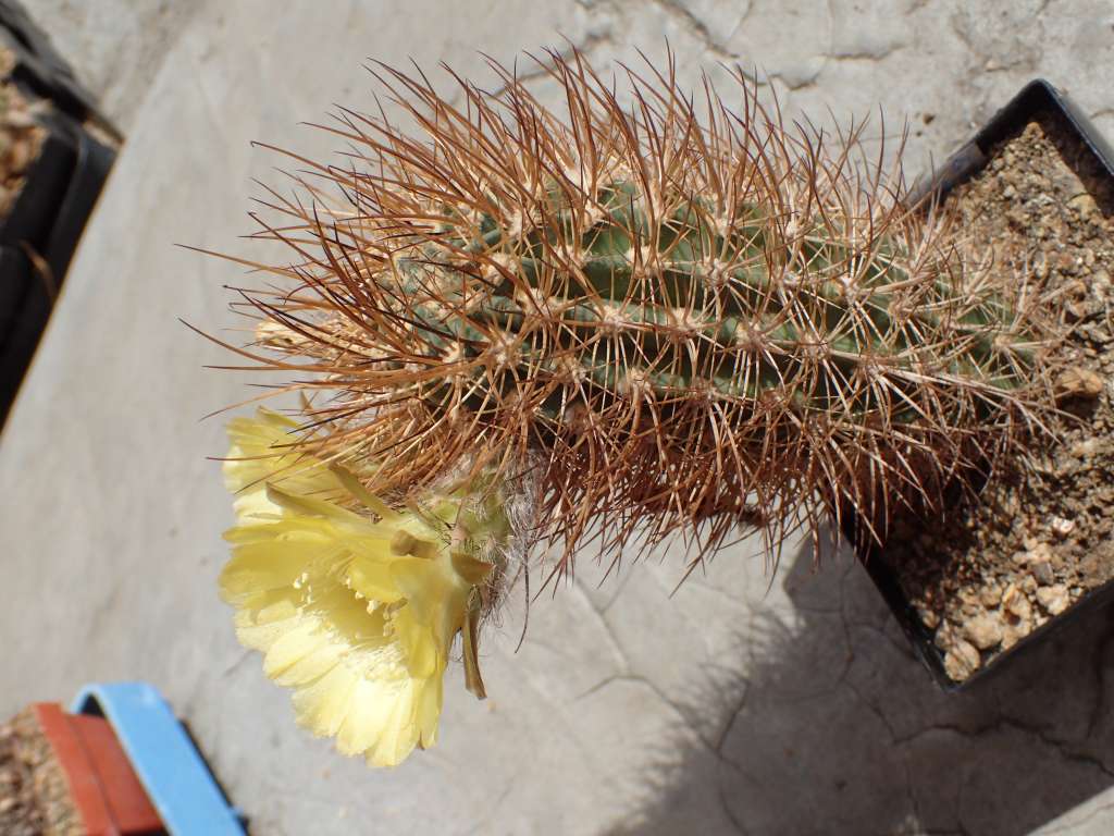 LobivialateritiaTB241.1LaPoromita,CotagaitatoPalcaGrande,Potosi,Bolivia2449m3-7-2019(17).JPG