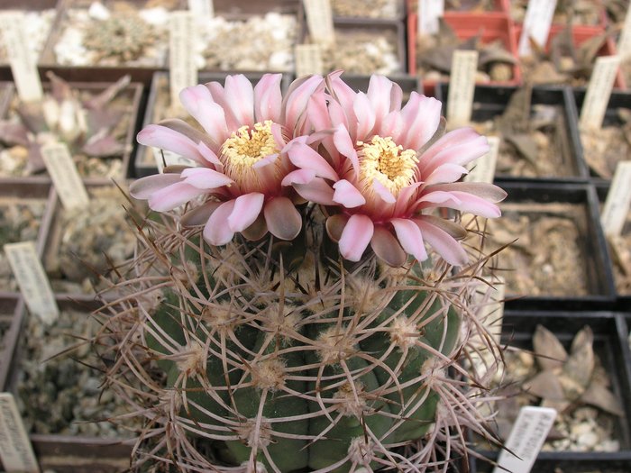 Gymnocalycium_acorrugatum_GN_89-13-548_San_AugustinSan_Juan_P5090043.JPG