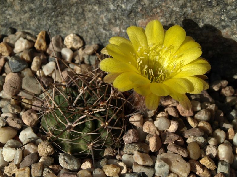Lobivia_pugionacantha_v_versicolor_TB163_1.jpg